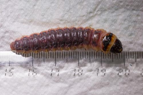 Réf. 184 534 : Cossus cossus